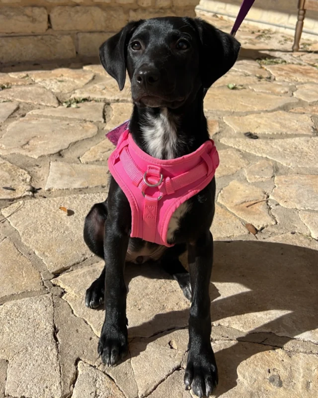 Meet Donna! 🐾This sweet 3-month-old was found in a West Texas field and was lucky enough to make her way to Austin Pets Alive.💖 Fast forward to March 5th, 2025-she was adopted by one of our wonderful patients! 🐶✨ Donna’s got the best manners, especially when it’s treat time! 🍪We love our patients’ pets just as much as we love our patients.🦮😁

#AdoptDontShop #PetLove #austinpetsalive #TinyTeethBigSmiles
#LittleBracesBigSmiles #PediatricSmileMagic
#FutureSmiles #PediatricDentistry
#KidsDentistry #Orthodontics #BracesLife #smiles #teeth #dentist #atx #texas